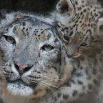 Dynafit Snow Leopard Day